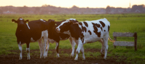 BEEF