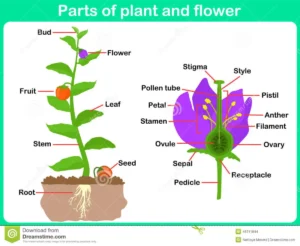 botany