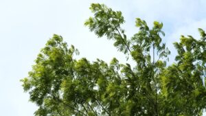 breeze