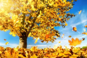 FALL