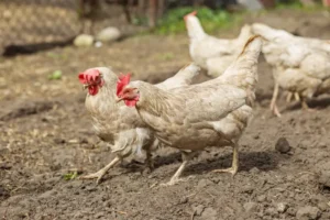 fowl