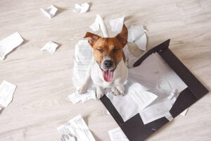 istockphoto 586388038 612x612 1